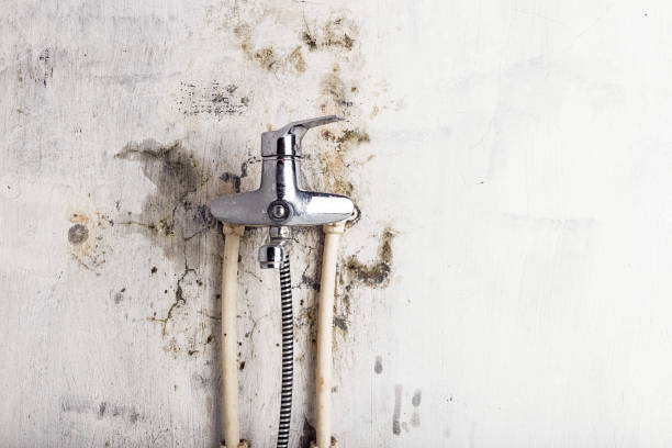 Best Mold Removal Company Near Me  in Lake Hiawatha, NJ