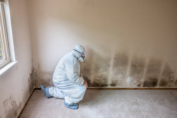 Best Mold Cleaning Services  in Lake Hiawatha, NJ