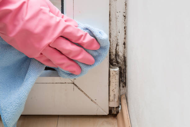 Best Home Mold Removal  in Lake Hiawatha, NJ