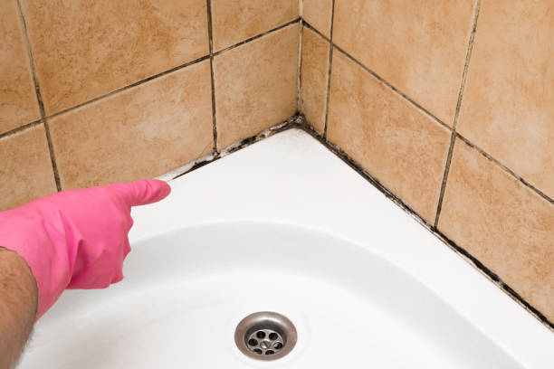 Best Mold Damage Repair  in Lake Hiawatha, NJ